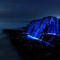 Shrimp galaxy: Sea fireflies glow after being placed on a rock in Okayama Prefecture. 'Alien' life forms in Japan's Seto Sea