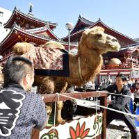 A camel is paraded through the streets of Nagoya during the annual Osu Daido Chonin Festival on Saturday. Locals revived a feature of the festival from 190 years ago, when people made long lines to see a camel brought from the Middle East. | KYODO