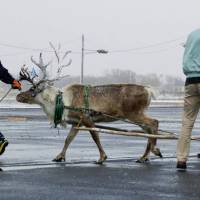 In this photo uploaded on Domino\'s Pizza Japan\'s official Facebook page, reindeer in the cold, snowy prefecture of Hokkaido are seen being trained to deliver pizzas. | AFP-JIJI