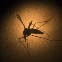  An Aedes aegypti mosquito is photographed through a microscope Jan. 27 at the Fiocruz institute in Recife, Pernambuco state, Brazil. | AP