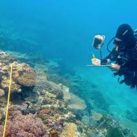 Researcher Grace Frank completes bleaching surveys along a transect line on an area known as One Tree Reef, in the Capricorn Group of Islands, on Australia\'s Great Barrier Reef in this undated photo. | REUTERS