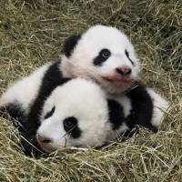 Giant panda twin cubs Fu Feng and Fu Ban, born on Aug. 7, are seen in this handout provided by Schoenbrunn Zoo on Wednesday in Vienna. | DANIEL ZUPANC/COURTESY OF SCHOENBRUNN ZOO / HANDOUT VIA REUTERS