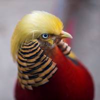 A golden pheasant with golden feathers said to resemble the hairstyle of U.S. President-elect Donald Trump is seen at Hangzhou Safari Park in Hangzhou, China, on Sunday. | REUTERS