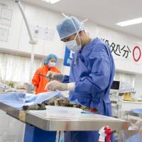 Veterinarians at Ryunosuke Animal Hospital in the city of Kumamoto sterilize stray cats last November. | COURTESY OF RYUNOSUKE ANIMAL HOSPITAL