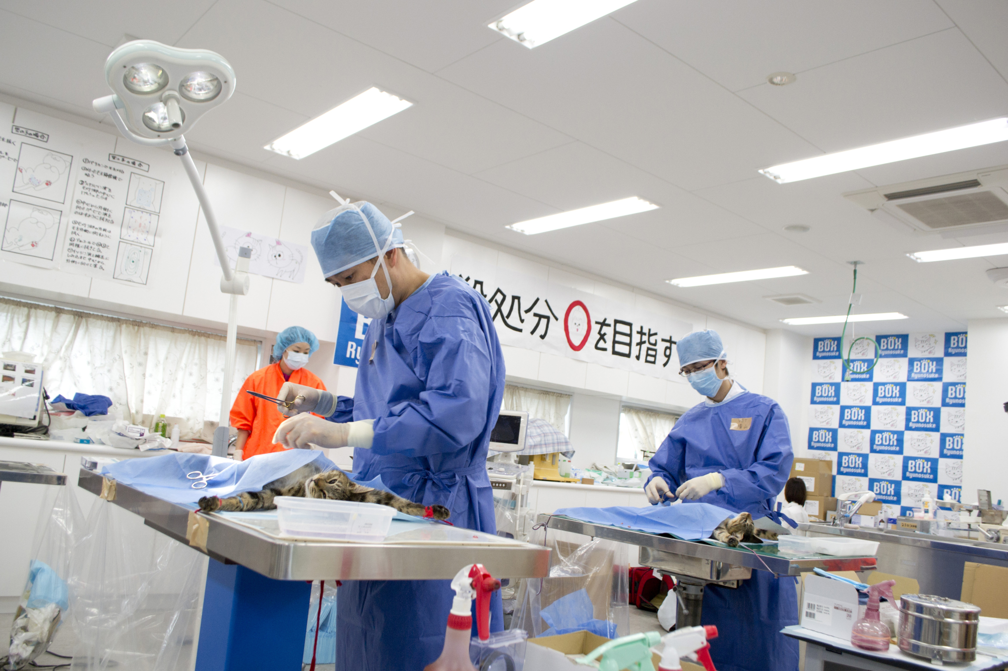Veterinarians at Ryunosuke Animal Hospital in the city of Kumamoto sterilize stray cats last November. | COURTESY OF RYUNOSUKE ANIMAL HOSPITAL