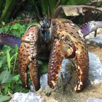 An Okinawa coconut crab is seen in this undated handout photo. | SHIN-ICHIRO OKA / HANDOUT VIA REUTERS
