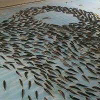 This photo, taken from the Twitter account of amusement park Space World in Kitakyushu, shows hundreds of black fish frozen into the floor of its ice skating rink. The park closed the rink Sunday after receiving a barrage of online criticism about the gimmick. | REUTERS
