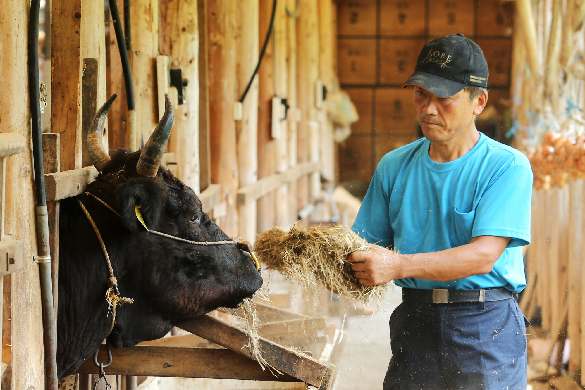 Farmer Minoru Terao feeds a beef cow at a farm in Yabu, Hyogo Prefecture, in August 2015. The government is in a hurry to ratify the Trans-Pacific Partnership trade deal, which will impact cattle farmers like Terao, as it seeks to take the lead in setting trade rules in the Asia-Pacific region. | BLOOMBERG