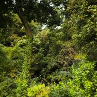 The Imperial Family burial grounds at Gokokuji Temple | KIT NAGAMURA