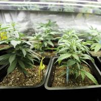 Green troubles: Medical marijauna grows in a American greenhouse. In Japan, use of the plant has been demonized. Istock Japan's war against medical marijuana