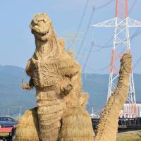 A Godzilla made of straw is displayed in a field in the town of Chikuzen, Fukuoka Prefecture, on Nov. 4. About 220 volunteers in the town built the 10-meter-long, 7-meter-high likeness for the local autumn festival. The use of LED lights was canceled by organizers following a lethal fire caused by lighting at Tokyo Design Week in Meiji Jingu Gaien on Nov. 6. The straw Godzilla will be on display until early December. | KYODO