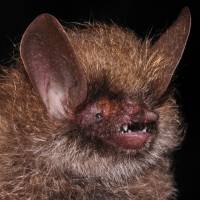 Murina kontumensis, a bat, is pictured in this handout picture. Scientists discover 163 new species in Greater Mekong region, WWF says