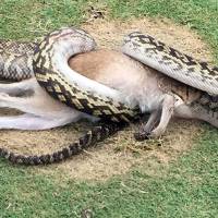 A python wrestles with a wallaby in the middle of a fairway at the Paradise Palms golf course in Cairns, Queensland, on Dec. 10. Python eats wallaby on Australian golf course