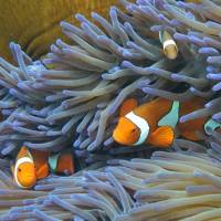 Fish swim on Australia\'s Great Barrier Reef in September 2014. | AFP-JIJI