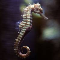 Seahorses are \"one of the examples of the exuberance of evolution.\" | REUTERS