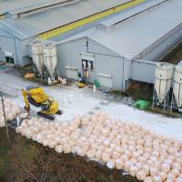 Chickens are culled Wednesday at a poultry farm in Sekikawa, Niigata Prefecture, where bird flu was detected. | KYODO