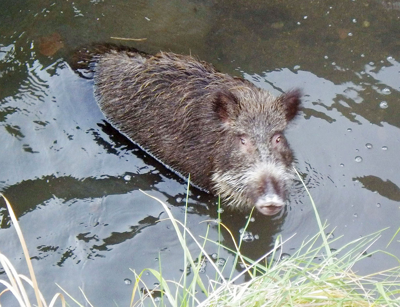 Boar killed after attacking four people on crowded trail near Hikone Castle  | The Japan Times