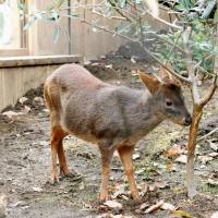 A pudu, the world\'s smallest species of deer, is seen in its enclosure at Saitama Children\'s Zoo in Higashimatsuyama, Saitama Prefecture, on Sunday. | KYODO