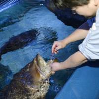 Hitoshi Okamoto, a worker at the Port of Nagoya Public Aquarium in Nagoya, brushes the teeth of a longtooth grouper named Futami No. 1 on Dec. 14. | KYODO