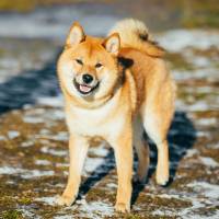 The Japanese government had planned to present Vladimir Putin, widely known to be a dog lover, with a male Akita. | ISTOCK