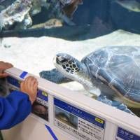 A green turtle saved from a fishing net proves popular with visitors at the Sanin Kaigan Geopark Museum of the Earth and Sea in Iwami, Tottori Prefecture, on Dec. 6. | KYODO