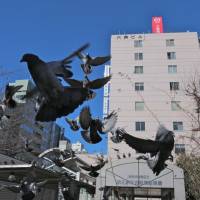 Homing in: A kit of pigeons takes flight. | KIT NAGAMURA