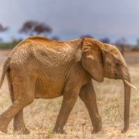 African Elephant How Japanese media have failed endangered species