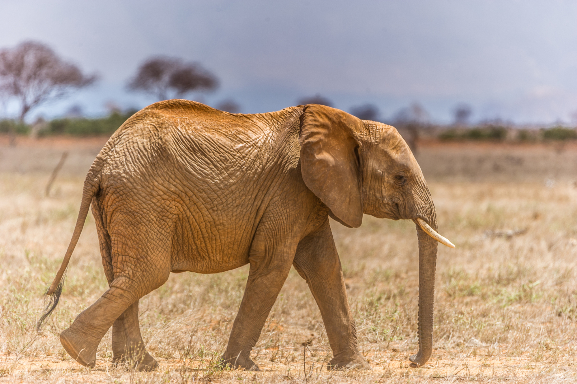 African Elephant | ISTOCK