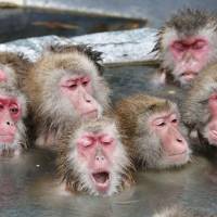 Japanese monkeys bathe in open-air hot springs at Hakodate Tropical Botanical Garden in Hokkaido on Monday as the year\'s end nears. The horary sign of 2016 is the monkey under the Chinese zodiac. | KYODO