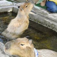 Capybaras Totomaru and Nagomi take a bath in a open-air hot spring at Daisen Tom-Sawyer Pasture, a ranch for tourists, in Yonago, Tottori Prefecture, on Friday. The capybaras, which are sensitive to cold, will take a bath in the hot spring every day until March. | KYODO