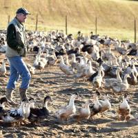 Livestock farmer Bernard Dupuy walks among his ducks in the family farm in Bars, southwestern France, on Thusday. Authorities in southwest France began a cull of hundreds of thousands of ducks as authorities scramble to contain an outbreak of a virulent strain of bird flu sweeping Europe. The farm birds in France’s foie gras heartland are to be slaughtered to stem the spread of an outbreak of the highly pathogenic H5N8 virus. China reports fourth human death from bird flu as France wages mass duck cull to stem another strain's spread