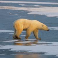 A polar bear waiting for Hudson Bay to freeze over walks on the frozen tundra beside the bay near Churchill, Manitoba. Unlucky polar bears beset by toxins too, study says