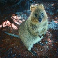 Steve, also known as the “crafty quokka,” was last seen in the Perth suburb of Canning Vale. Western Australia police make appeal to find lost 'cute and furry' quokka