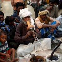 A traditional snake charmer plays a gourd flute in front of cobras as a crowd watches following morning prayers at a temple in the snake-charmer settlement of Jogi Dera in the central Indian state of Uttar Pradesh in November. | REUTERS