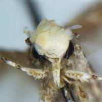 Neopalpa donaldtrumpi | DR. VAZRICK NAZARI / CC-BY 4.0