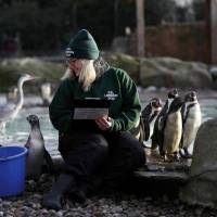 Zoo keeper Suzi Hyde counts Humboldt penguins during the annual stocktake at London Zoo in London Tuesday. | REUTERS