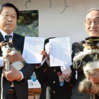 Cat \"stationmasters\" Yontama (left) and Nitama are held by Wakayama Electric Railway Co. officials Thursday at an event to commemorate the 10th anniversary of introducing the first cat stationmaster on the railway. | KYODO