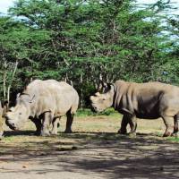A Japanese scientist has teamed up with German researchers to try to save nearly extinct white rhinoceros, seen at a nature preserve in Kenya, by producing eggs from induced pluripotent stem (IPS) cells. | OL PEJATA CONSERVANCY / VIA KYODO