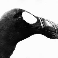 From “The Skins of Alca impennis” (1990-2016) Jochen Lempert: The photographic seer