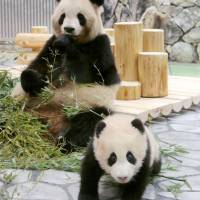 Yuihin the baby panda walks through an in-house playground watched by her mother, Rauhin, at Adventure World in Wakayama Prefecture on Friday. Yuihin was born last September and raised in a special room away from the public eye. The cub made its public debut Friday. | KYODO