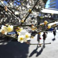 Visitors admire plum blossoms at Yushima Tenjin Shrine in Bunkyo Ward, Tokyo, on Tuesday ahead of the annual Plum Festival that begins Feb. 8. The recent warm weather has led to an early blossoming of plum trees. | YOSHIAKI MIURA