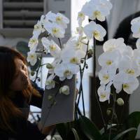 A woman looks at orchids. Orchids have been linked to Japan\'s business culture.  | BLOOMBERG