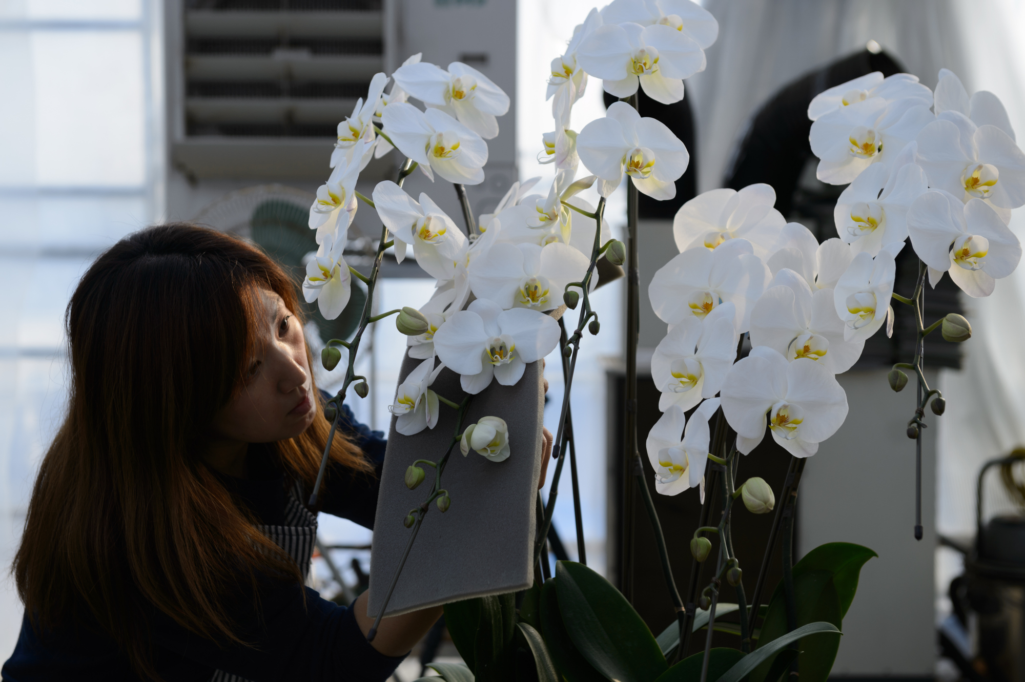 A woman looks at orchids. Orchids have been linked to Japan's business culture.  | BLOOMBERG