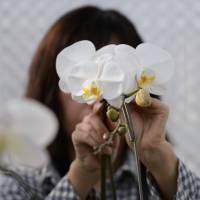 An employee affixes orchids to a metal stake in a greenhouse at Ushimura Orchid Farm, a supplier to ArtGreen Co., in Ebina, Kanagawa Prefecture, last month. | BLOOMBERG