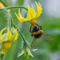 A bumblebee collects pollen from a tomato plant. Bees show unexpected ability to learn