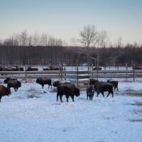 Bison relax in the bison handling facility at Elk Island National Park in Alberta Jan. 9. Wild bison were selected from Elk Island National Park\'s healthy conservation herd to start a new journey in Banff National Park. | CAMERON JOHNSON / PARKS CANADA / HANDOUT VIA REUTERS