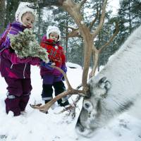 Sami children, Karen Seline Eira and Inga Helene Anti Persen, feed reindeer at the reindeer kindergarten in Karasjok, Norway, Thursday. The indigenous people of Europe’s Arctic region are celebrating the centenary of their national day this week with some 120 events planned in Norway. Arctic's indigenous Sami fete national day, centenary of first congress