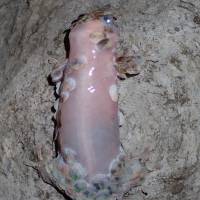 A Geckolepis megalepis is shown after its scale loss. Gecko does 'striptease' to avoid becoming lunch