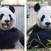 Tokyo\'s Ueno Zoo will halt public viewing of its two giant pandas to prepare to house them together for mating. | TOKYO ZOOLOGICAL PARK SOCIETY / VIA KYODO