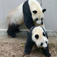 Giant pandas mated at Ueno Zoo in Tokyo on Monday after they were put in the same enclosure earlier in the day. | TOKYO ZOOLOGICAL PARK SOCIETY / VIA KYODO